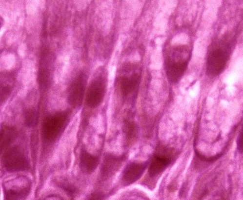 iCell Bioscience Inc