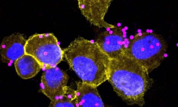 CRISPR Screening Finds SLC4A7 Is Essential for Acidification of Phagosomes