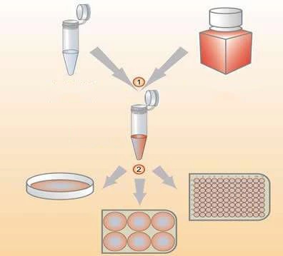 Chemical transfection of other transfection reagents for cell transfection