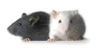 Polyclonal vs Monoclonal Antibodies
