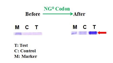 Synbio Technologies’ NGTMCodon Optimization Software