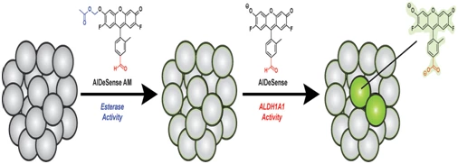 Research and development of a molecular probe to identify cancer stem cells