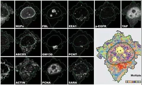 Research and development of a new method for analyzing cells and their components - immunofluorescence imaging