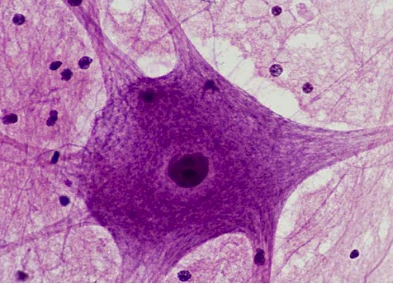 Research is expected to draw a detailed map of the human brain