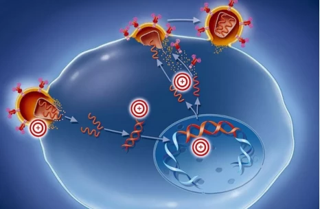 Research reveals a new mechanism of TFH cell differentiation
