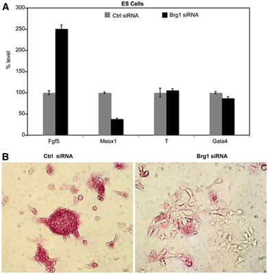 Studies have confirmed that protein Brg1 plays a key role in maintaining embryonic stem cell pluripotency genes