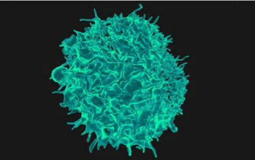 Studies have found that FRCs regulate T cell function through four signaling pathways.