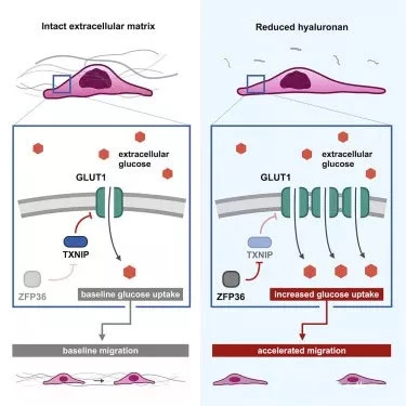 Studies have found that extracellular matrix can control cell movement by regulating the sugar consumption of cells