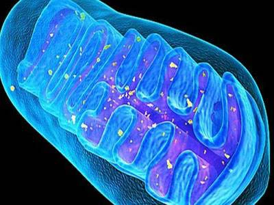 Studies have found that mitochondria are reversible regulators of skin aging and hair loss