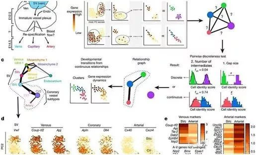 Studies have found that when a single cardiac progenitor differentiates into a anterior artery, angiogenesis fate will shift