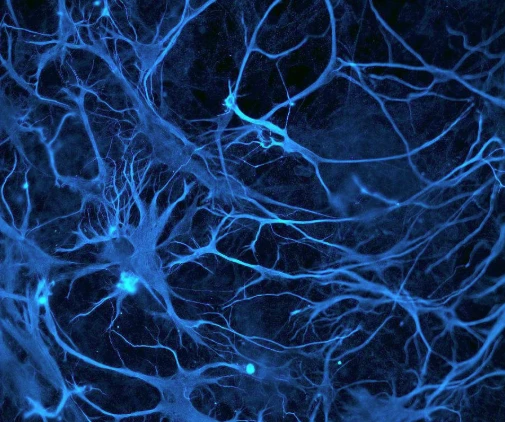 Studies identify intrinsic cellular properties that affect the fate of neural stem cells