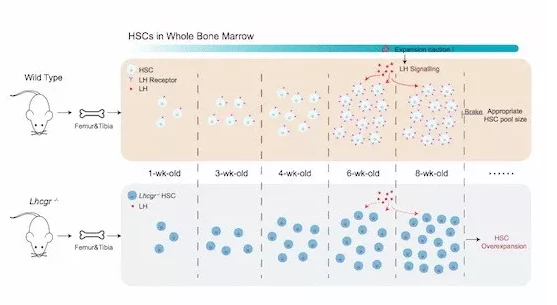 Studies reveal important regulatory functions of LH signaling in the regulation of hematopoietic stem cell homeostasis