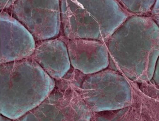 Studies reveal that the maintenance of adult adipose tissue homeostasis