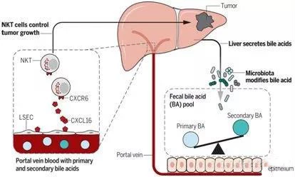 Study finds association between intestinal bacteria and antitumor immune responses in the liver