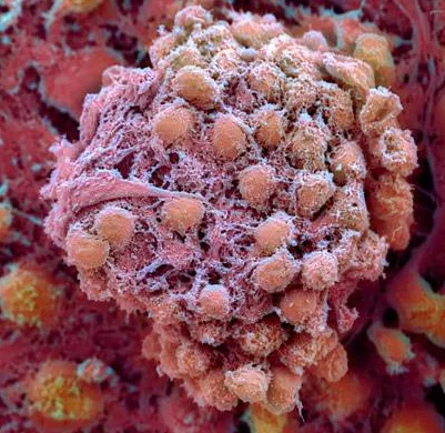 Study finds the first secret of human embryonic development
