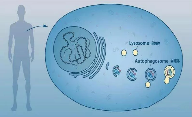 Study found that autophagy can be stimulated by inhibiting XPO1 protein expression