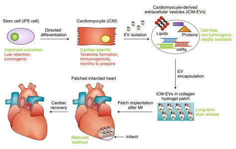 Study found that isolated exosomes (iPSC-EVs) can improve cardiac recovery after myocardial infarction in rats