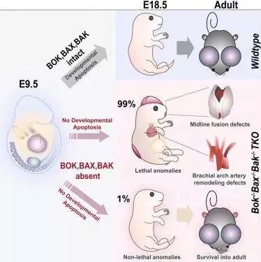 Study found that protein BOK plays an important role in apoptosis