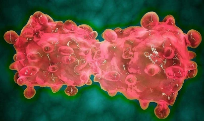 The study found that NOTCH-1 signaling pathway can hijack the heat shock transcription factor 1 signaling pathway