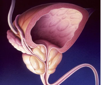 The study found that POM121 nucleoporin, which blocks the growth rate of prostate cancer