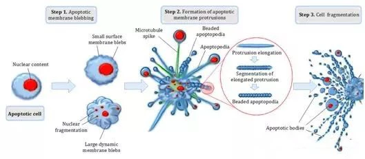 The study found that cell death spreads by trigger waves
