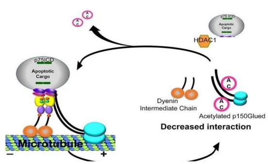 The study found that special enzymes are used as new targets to develop and treat a variety of neurodegenerative diseases.
