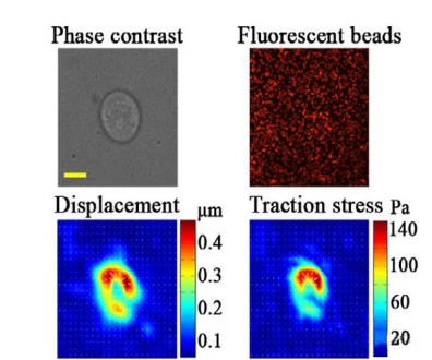 The study found that the characteristics and mechanism of traction in immune synapses during B lymphocyte activation