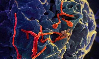 The study found two target molecules associated with effector T cell survival and memory CD8 T cell development