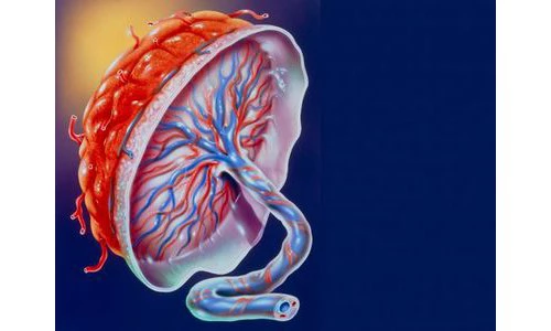 The study successfully developed a 3-D model of human placenta