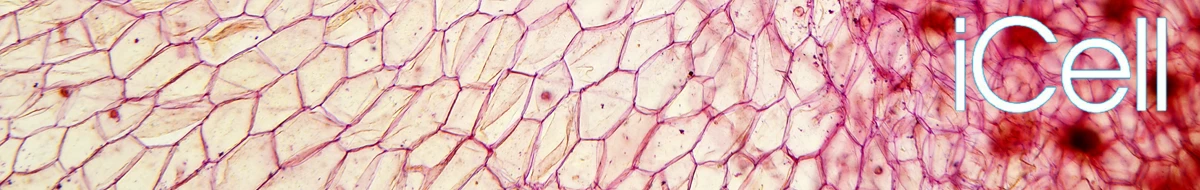iCell Bioscience Inc,Shanghai
