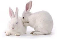 Polyclonal vs Monoclonal Antibodies